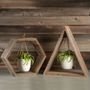 Hanging Spider Plant - Wood Frame