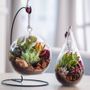 Mixed Succulent Terrarium