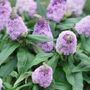 Buddleia Pugster&reg; Amethyst Butterfly Bush