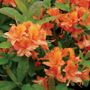 Rhododendron Mandarin Lights Azalea