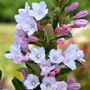Weigela Towers of Flowers&reg; Apple Blossom
