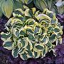 Hosta Mini Skirt Plantain Lily