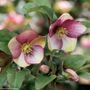 Helleborus HGC&reg; Ice N Roses&reg; Dark Picotee Hellebore