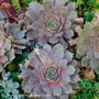 Sempervivum Pacific Blue Ice Hens & Chicks