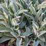 Stachys Helene von Stein Lambs Ear
