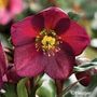 Helleborus HGC&reg; Ice N Roses&reg; Red Hellebore