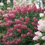 Hydrangea Fire Light&reg; Panicle Hydrangea