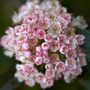 Physocarpus Summer Wine&reg; Ninebark