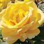 Welcome Home Hybrid Tea Rose