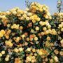 Cup of Gold Climbing Rose