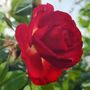 Miss Scarlet Climbing Rose