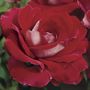 Ronald Reagan Hybrid Tea Rose