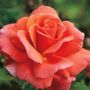 Sriracha&reg; Floribunda Rose