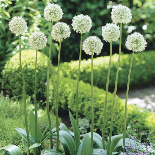 Allium Mount Everest Ornamental Onion Bulbs Image