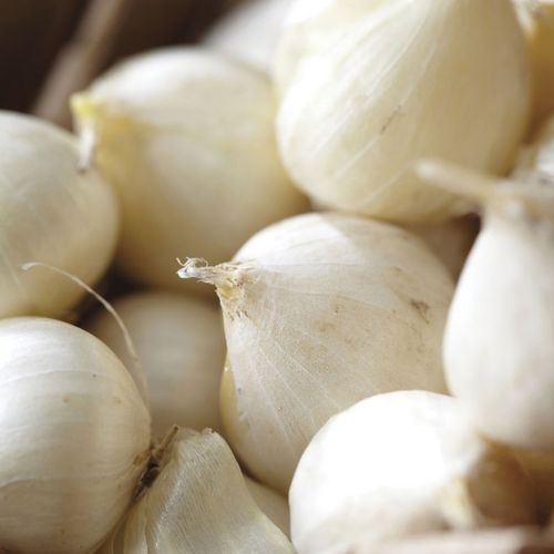 Allium Mount Everest Ornamental Onion Bulbs Image