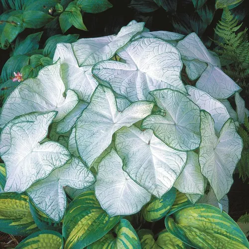 Caladium