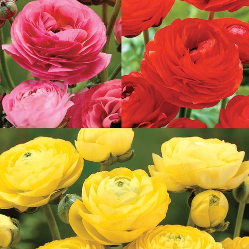 Ranunculus Blend Bulbs Image