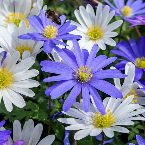 Anemone Blanda Mix Bulbs Image