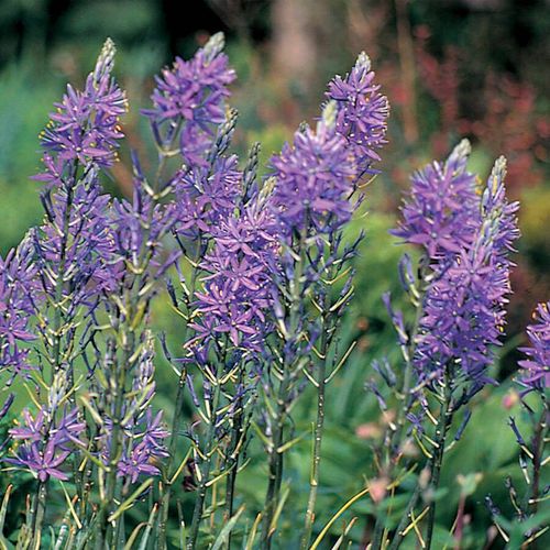 Camassia quamash Bulbs Image