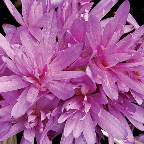 Colchicum 'Waterlily' Bulb Image
