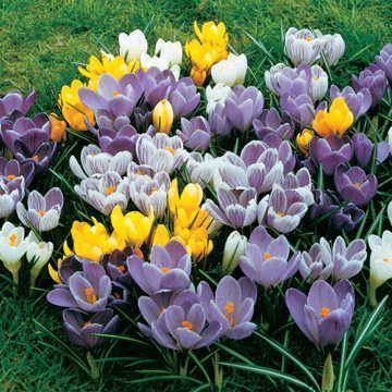 Crocus Large-Flowered Economy Mix Bulbs Image