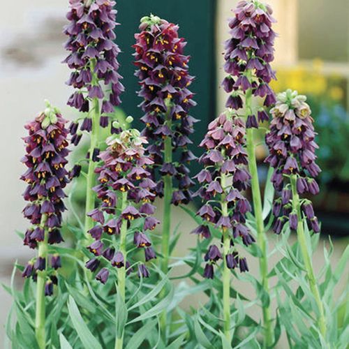 Fritillaria persica Crown Imperial Bulbs Image