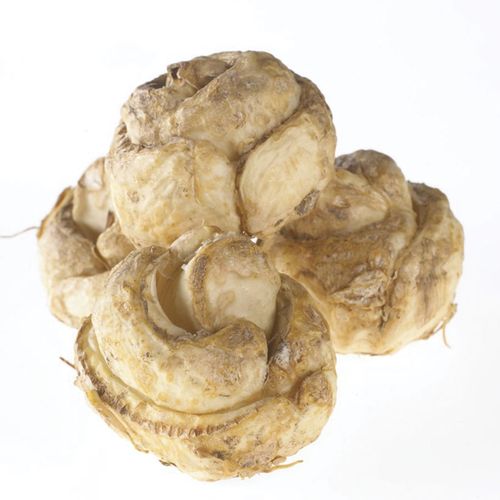 Fritillaria persica Crown Imperial Bulbs Image