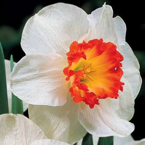 Narcissus 'Ring of Fire' Bulbs Image