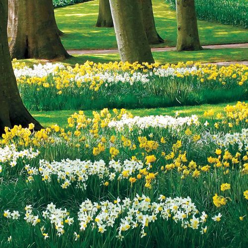 Narcissus Naturalizing Mix Bulbs Image