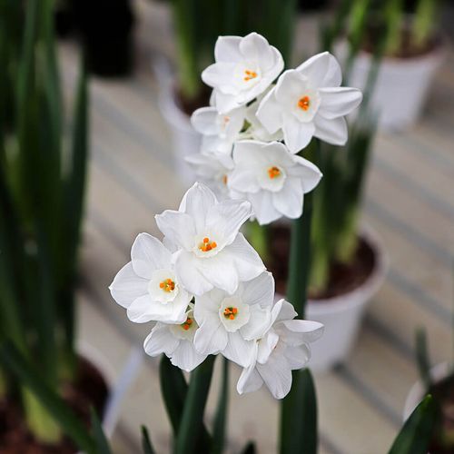Narcissus Paperwhite Bulbs Image