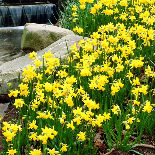 Narcissus Tete A Tete Daffodil Bulbs Image