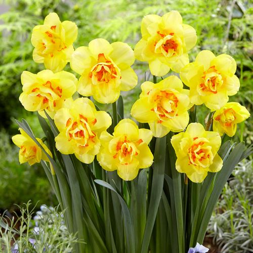 Narcissus Tahiti Daffodil Bulbs Image