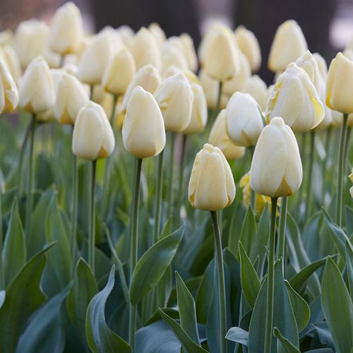 Tulipa Ivory Floradale Tulip Bulbs Image