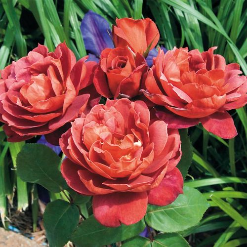 Hot Cocoa&trade; Floribunda Roseimage