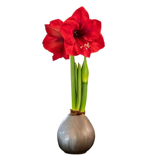 Silver Waxed Red Lion Amaryllis Gift Image