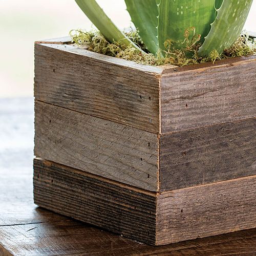 Aloe Vera Plant in Reclaimed Wood Image