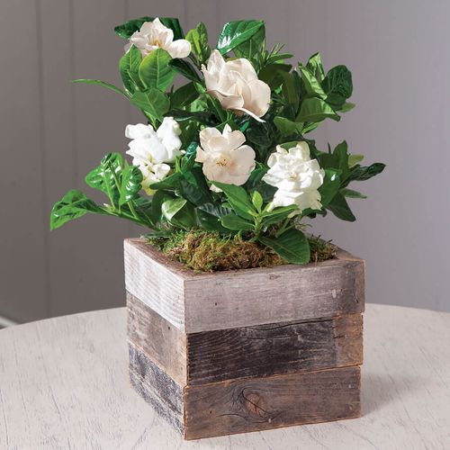 Gardenia in Reclaimed Wood Image