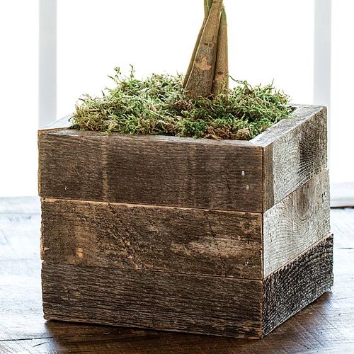 Money Tree in Reclaimed Wood Planter Image