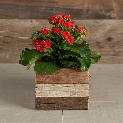 Red Kalanchoe in Reclaimed Wood Image