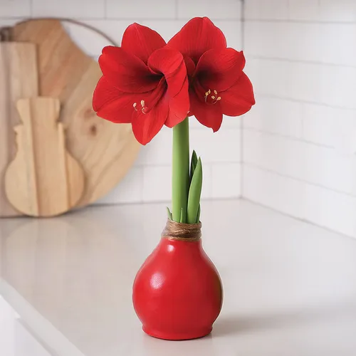 How to Care for a Waxed Amaryllis: Ultimate Expert Tips