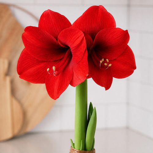 Red Waxed Red Lion Amaryllis Gift Image