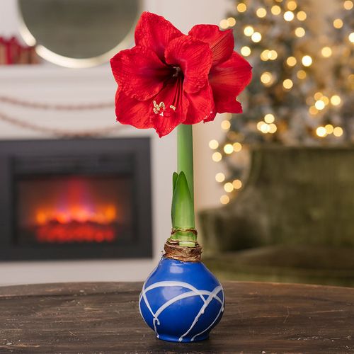 Celestial Swirl Waxed Amaryllis Bulb Red Lion Flower Image
