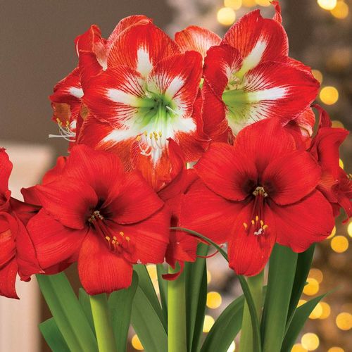 Holiday Cheer Red Lion and Minerva Amaryllis Trio Gift Image