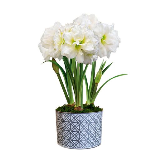 Silver Dreams Alfresco Amaryllis Trio Gift Image