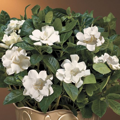 Glamorous Gardenia Image