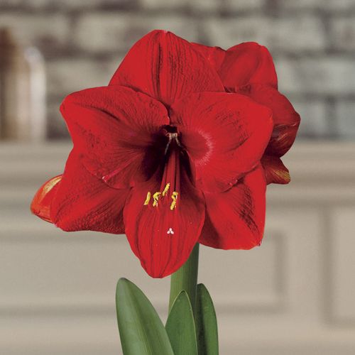 Snowfall Shimmer Red Lion Amaryllis Gift Image