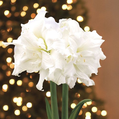 Golden Dreams Alfresco Amaryllis Gift Image