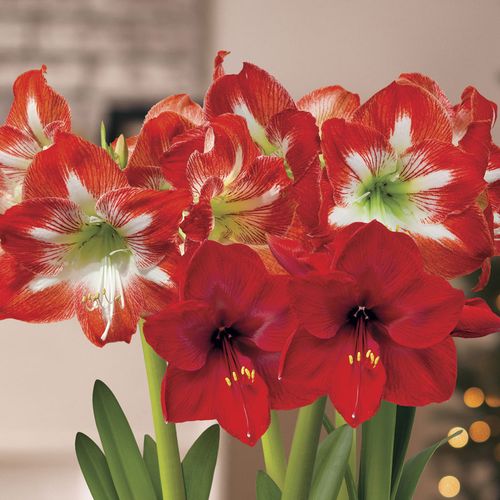 Joyous Holiday Triple Mixed Amaryllis Image