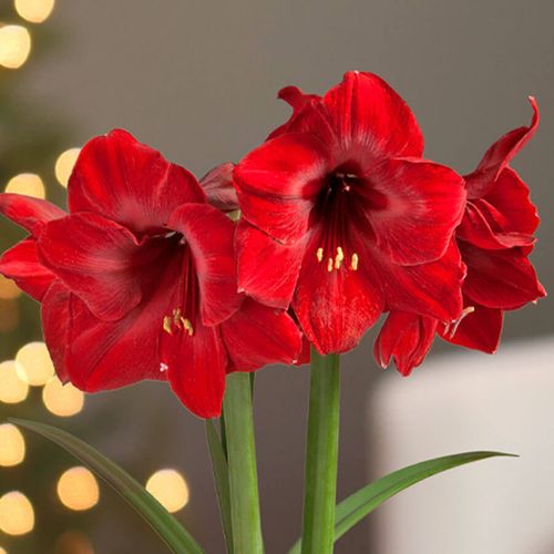 Warm Wishes Single Miracle Potted Amaryllis Bulb Gift Image