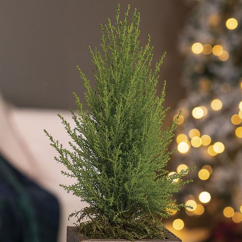 Merry Cypress Holiday Tree Image